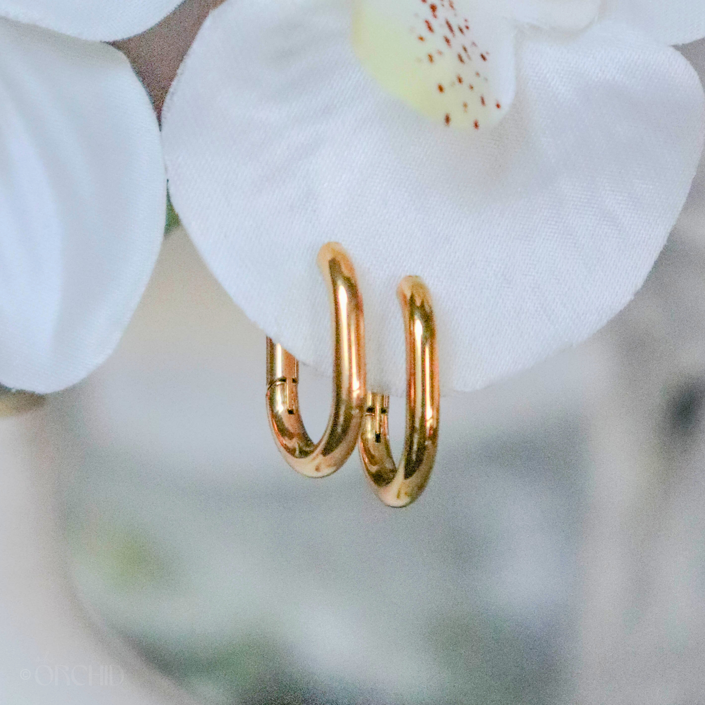 Gold Hoops on an Orchid Flower Petal